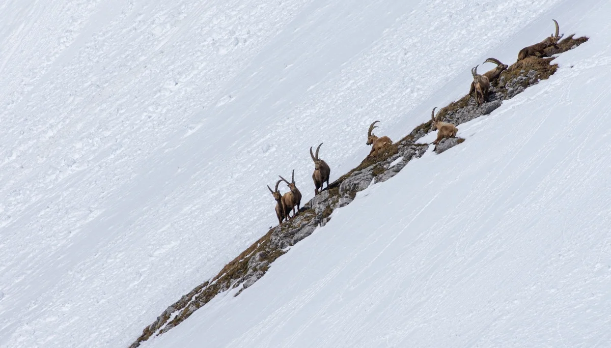 © Sektion Klaus Friedl