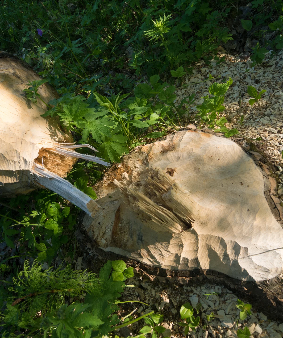 © DAV Hanau/Jannis Dickmann