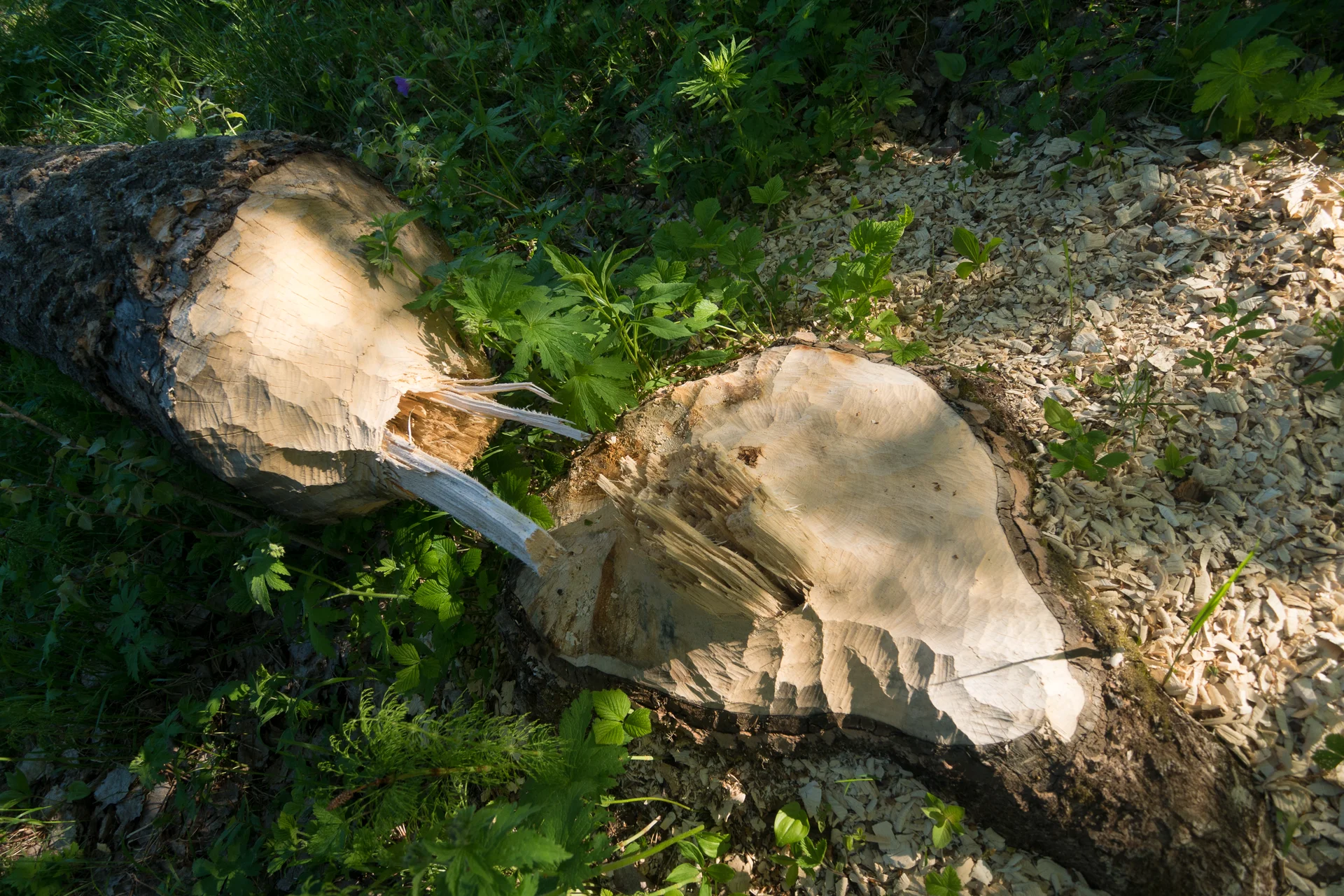 © DAV Hanau/Jannis Dickmann