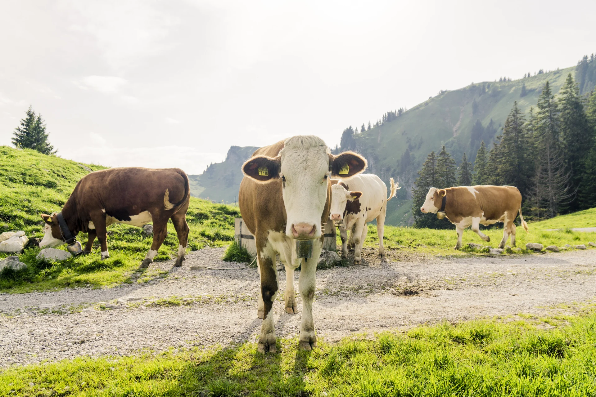 Kühe in den Chiemgauer Alpen | © DAV/Hans Herbig
